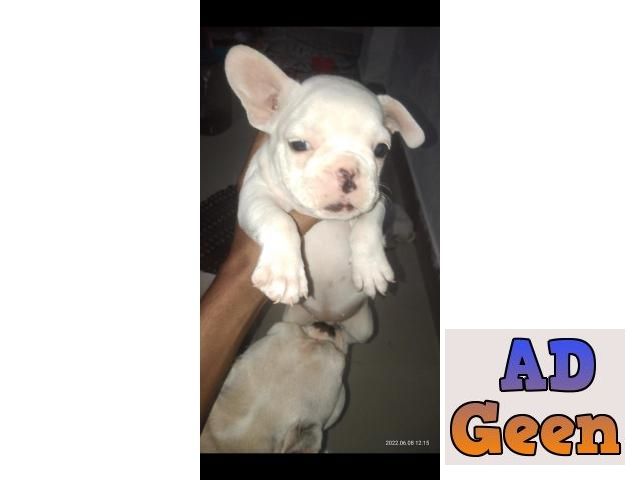 used French bulldog for sale for sale 